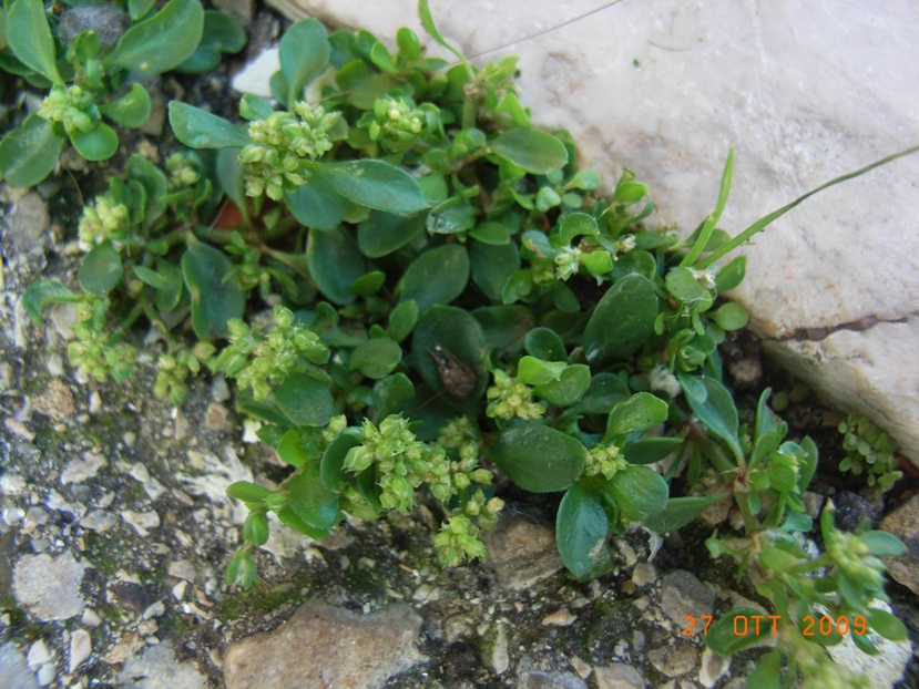 Polycarpon tetraphyllum